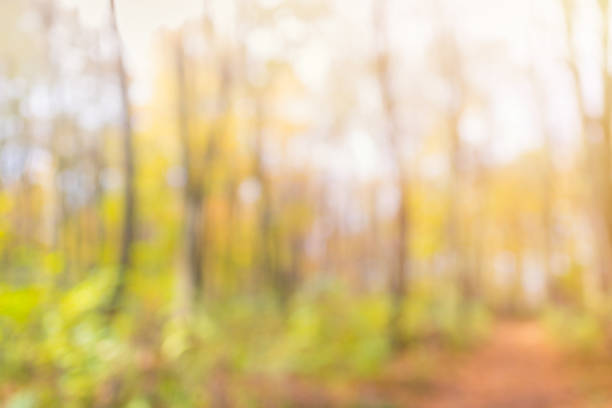 istock Abstract unfocused and soft background for design. Magical autumn forest with blur technique 1030539966