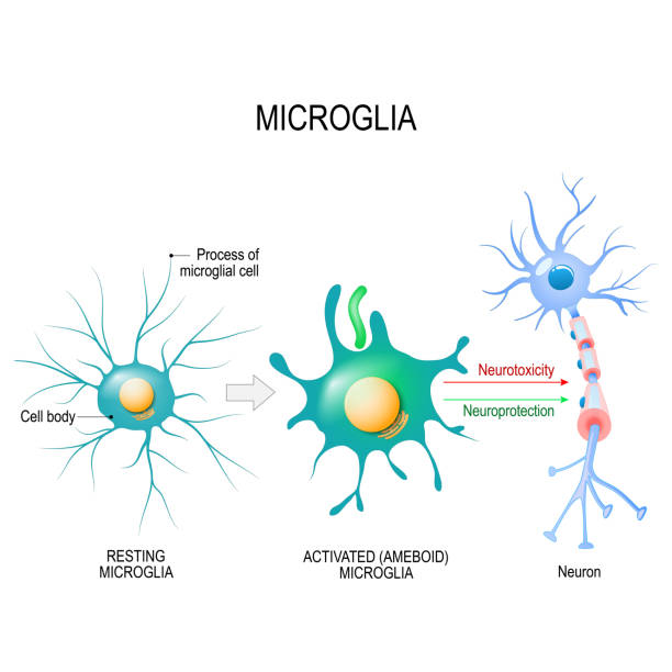 microglia의 활성화 - 마이크로글리아 stock illustrations