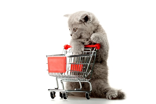 Cat using a miniature shopping cart