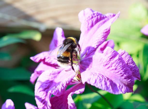 istock Bumble Bee resting on a purple clematis flower 1030544192