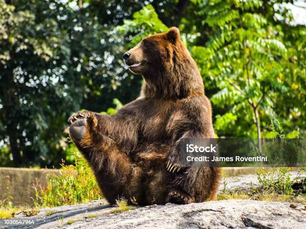 Photo libre de droit de Ours De Yoga banque d'images et plus d'images libres de droit de Yoga - Yoga, Faune, Ours