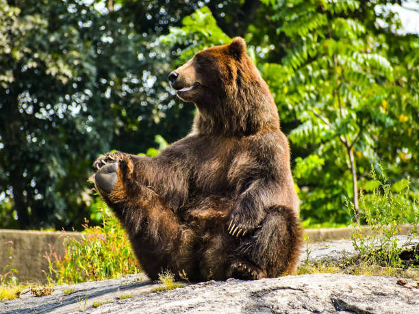 медведь йоги - big bear стоковые фото и изображения