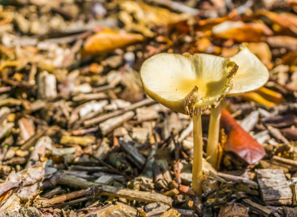 petit format blanc champignons jaunes avec une macro endommagée bouchent - whacked photos et images de collection