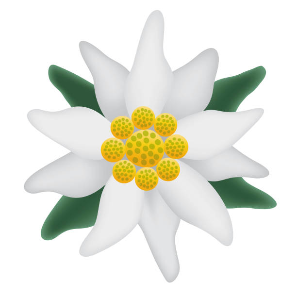 symbol kwiatu edelweiss - edelweiss stock illustrations