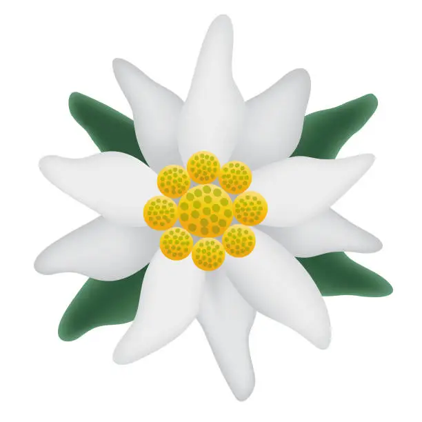 Vector illustration of Edelweiss flower symbol