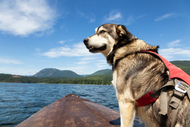 istock Dog on a boat 1030576850