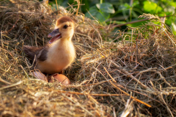 istock A small duck sits on a hay nest 1030581134