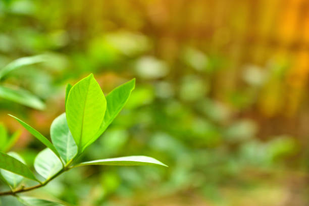 istock Fresh green leaves against morning light. 1030584952