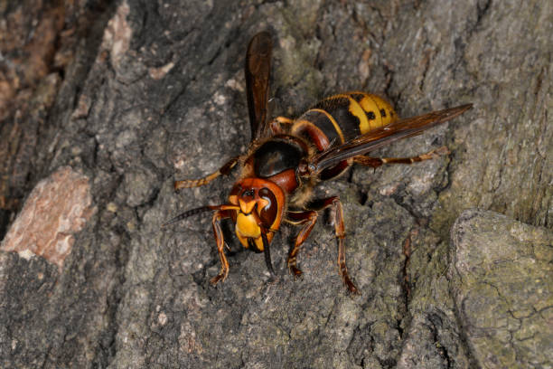 Two hornets on asters,Eifel,Germany.\nPlease see more similar pictures of my Portfolio.\nThank  you!