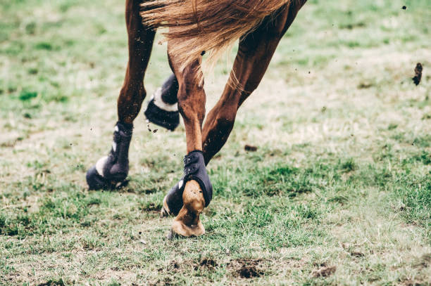 istock Low Section Of Horse Running On Field 1030587658