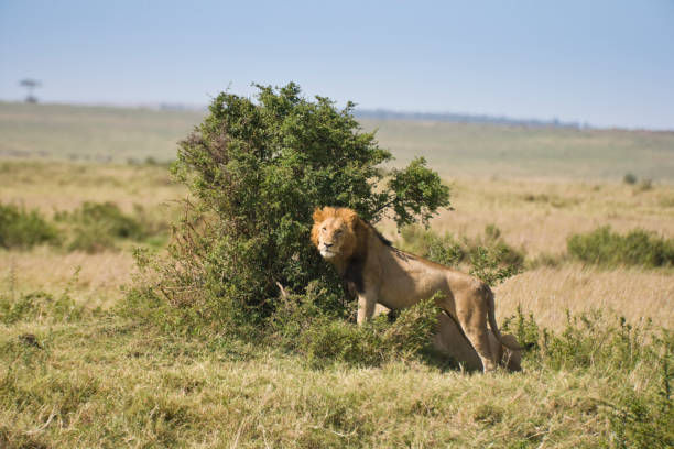istock Lions in the Masai Mara 1030594292