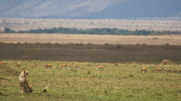 istock Cheetah in the Masai Mara, Kenya 1030597390