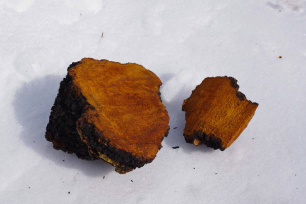 Chaga Mushroom ( Inonotus obliquus) chunks lying in the snow stock photo