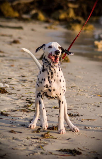 istock dalmata dog on the beach 1030604884