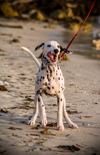 dalmata dog on the beach