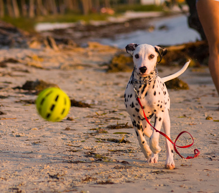 dalmata dog on the beach