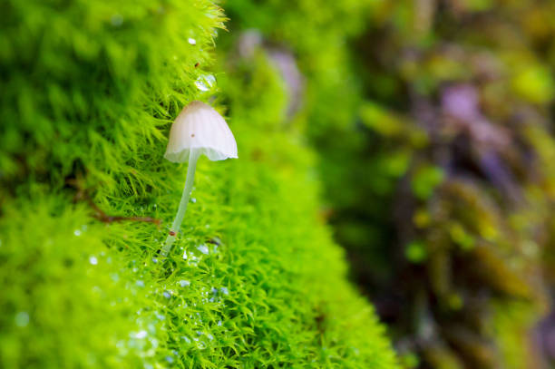 Closeup view of little wild mushroom with thin stipe growing in forest among lush green moss