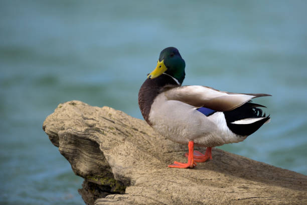 istock Duck standing on log near lake 1030609238