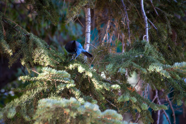 istock Stellers Jay Bird in Big Bear 1030610338