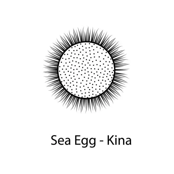 Vector illustration of sea egg kina icon. Element of marine life for mobile concept and web apps. Thin line sea egg kina icon can be used for web and mobile. Premium icon