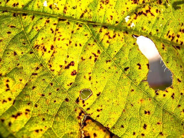 roya asiática (phakopsora pachyrhizi) en hoja de soya - chlorophyll fotografías e imágenes de stock