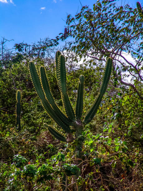 istock Mandacaru northeastern cactus thorns in Brazil 1030632252