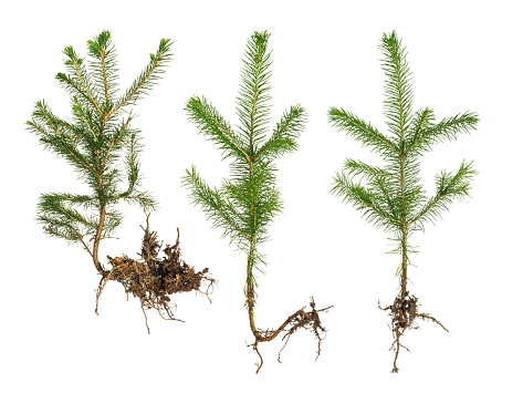 Set of young sprouts of a Christmas tree with roots on a white background.