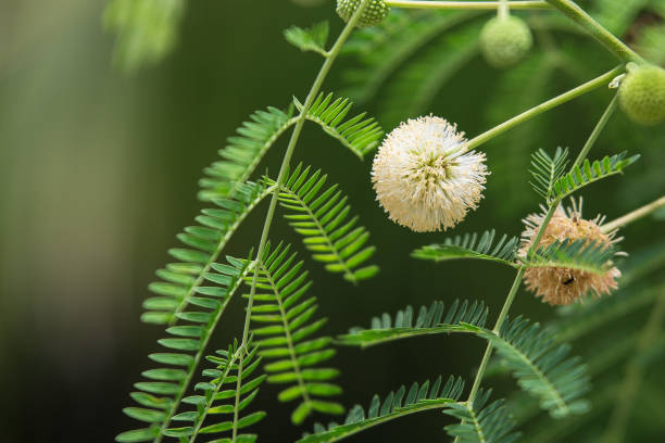 istock Close up of Leucaena leucocepphala on background blurred 1030652172