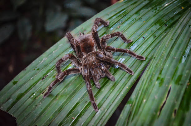 eine tarantel im amazonas-dschungel - invasive specie stock-fotos und bilder