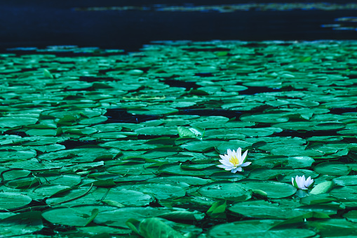 Pond with water lily flowers or white lotus in blooming season. Beautiful white flower with green leaf on lake surface. Waterlilies floating on a river landscape.