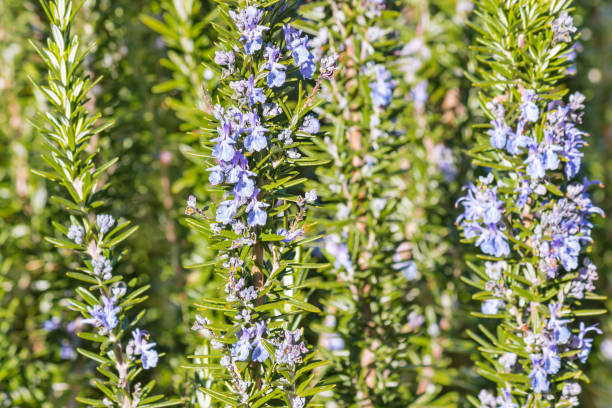 istock rosemary shrub with rosemary flowers in bloom 1030657952