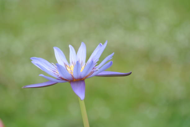 istock Blue lotus on green grass background 1030661514