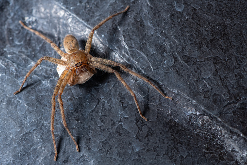 Garden Spider in its web.