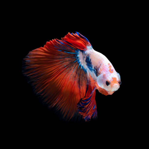 Close up art movement of Betta fish or Siamese fighting fish isolated on black background Close up art movement of Betta fish or Siamese fighting fish isolated on black background.Fine art design concept. white halfmoon betta splendens fish stock pictures, royalty-free photos & images