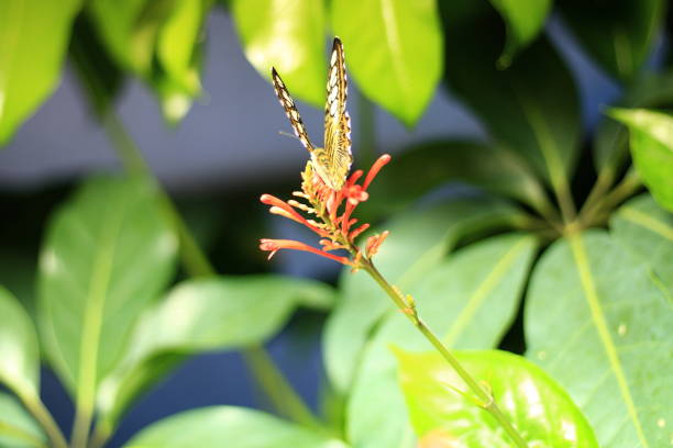 istock Butterflies over flowers 1030668924