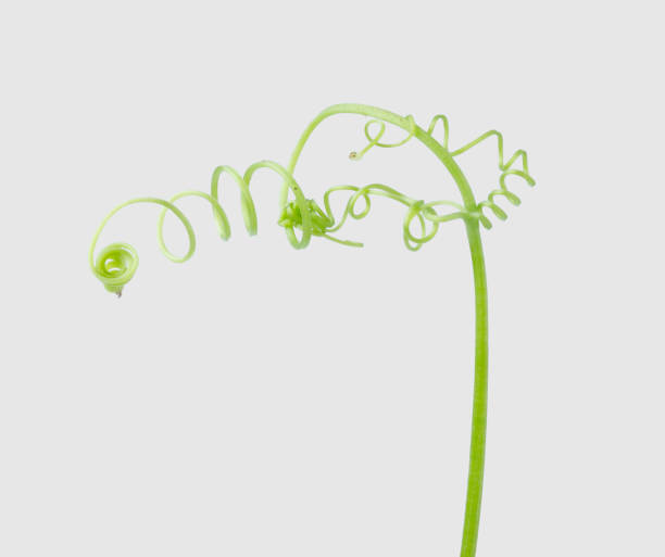 istock Green ivy plant  isolated on gray background, clipping path 1030671840