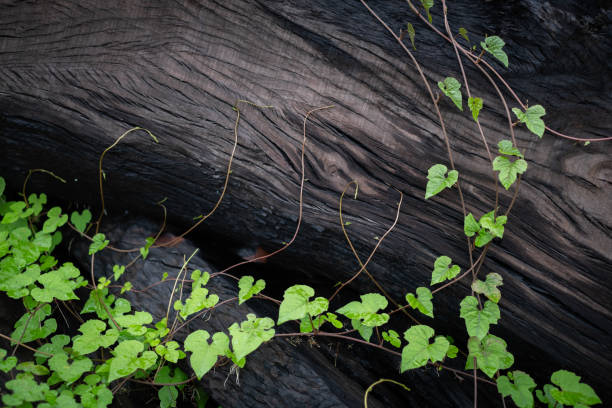 parra - ivy wall green vine fotografías e imágenes de stock