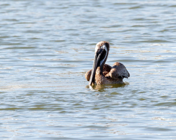 istock Brown Pelican swimming 1030675338