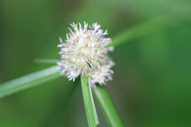 istock Green fresh plants grass closeup for background 1030677646
