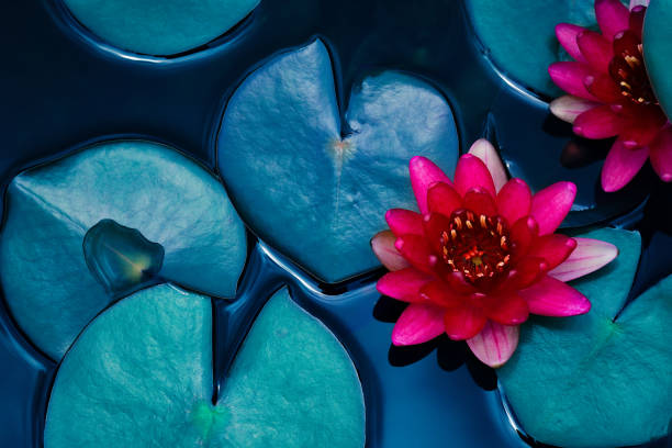 istock lotus water lily blooming on pond surface 1030680432