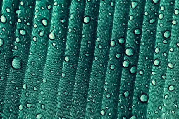 Photo of tropical banana palm leaf with droplets of water, blue toned