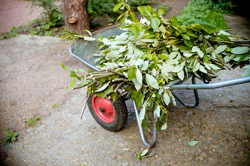 A garden trolley with cut flowers. End of the summer season. Autumn cleaning in the garden. End of the summer season