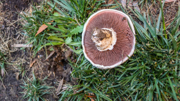 istock Lawn Mushroom Gills 1030689354