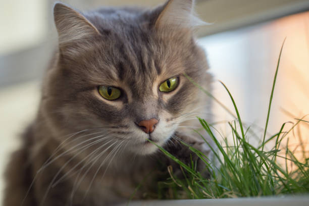 Fluffy gray cat eating green grass sitting on window. Beautiful gray cat. Furry animal. Beautiful green eyes cat.