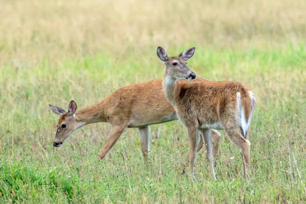 istock Two deer in the field. 1030694550