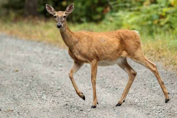 istock Deer crosses path and looks at camera. 1030694562