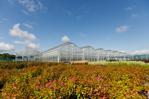 Organic hydroponic ornamental plants cultivation nursery farm. Large modern greenhouse.