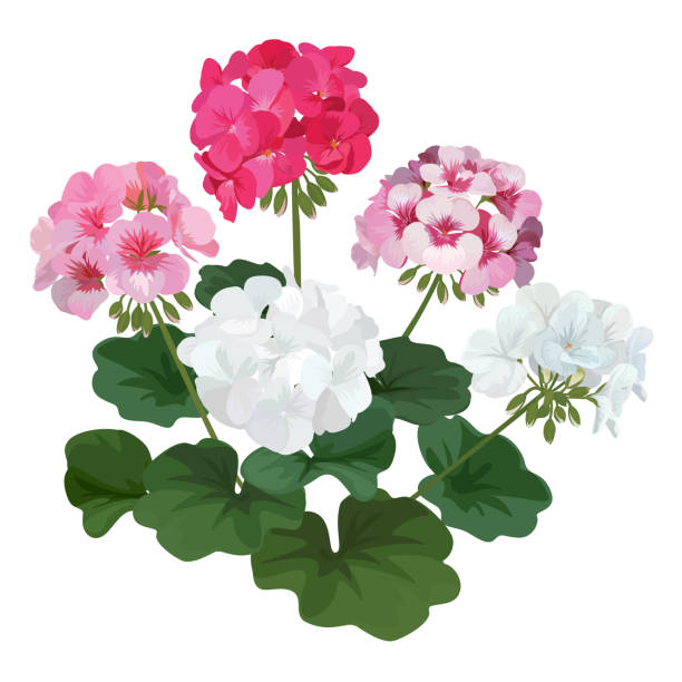 ilustraciones, imágenes clip art, dibujos animados e iconos de stock de colorido de las flores de geranio con bouquet de hojas. - geranium flower pink leaf