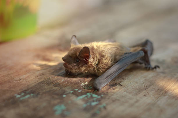 istock Bat small on a wooden table in the afternoon 1030702336