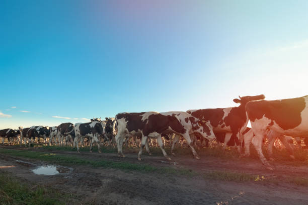 istock Cows go on the road 1030702478